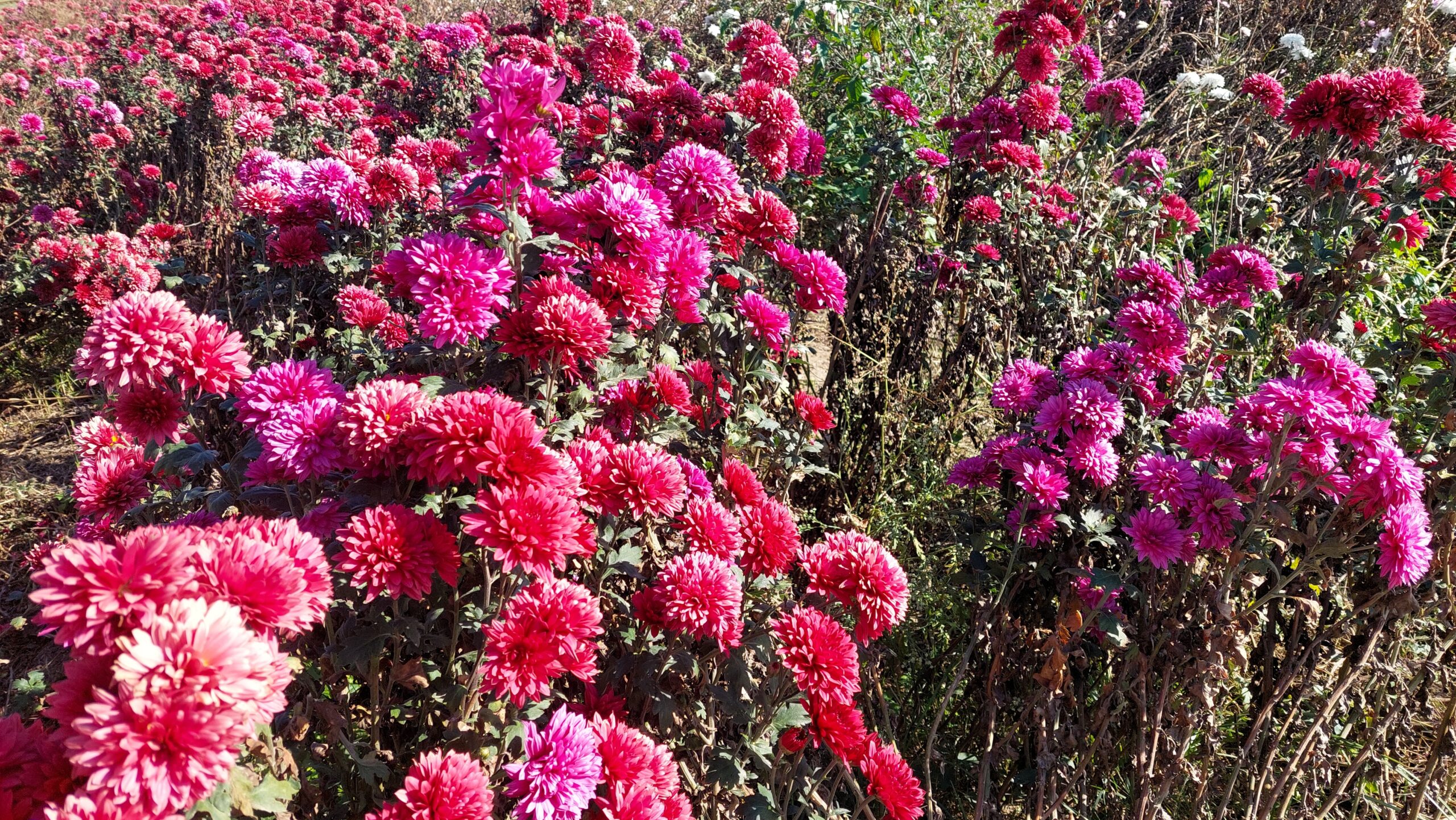 shutterstock_2396887295