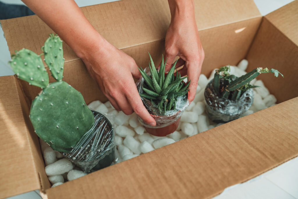 New plants delivery woman opening shipping box from online shopping houseplants. Succulent and cactus plant package.