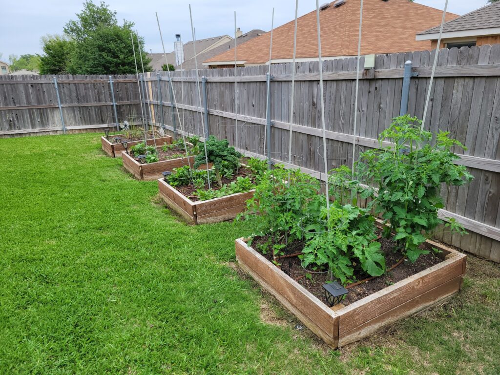 Backyard Vegetable Gardening in the Summer