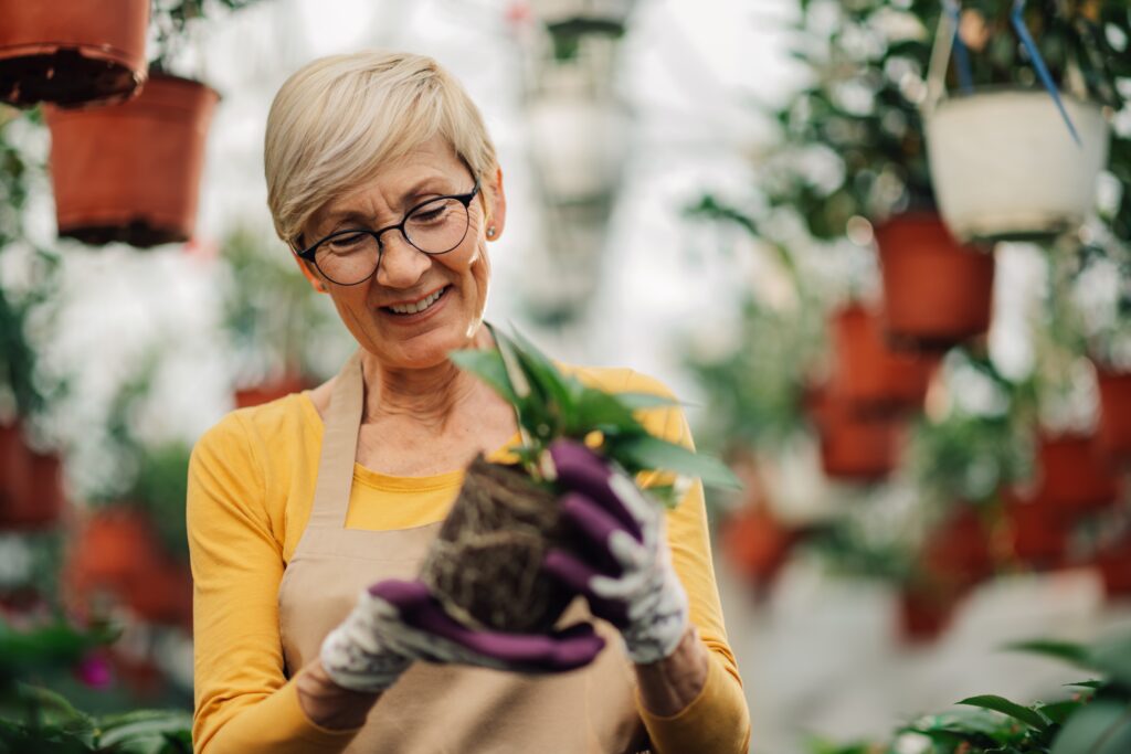 Portrait of smiling female senior horticulturalist standing at greenhouse full of greenery and hanging flowers and taking care of flower sapling. Happy florist with flower sapling in hands at hothouse