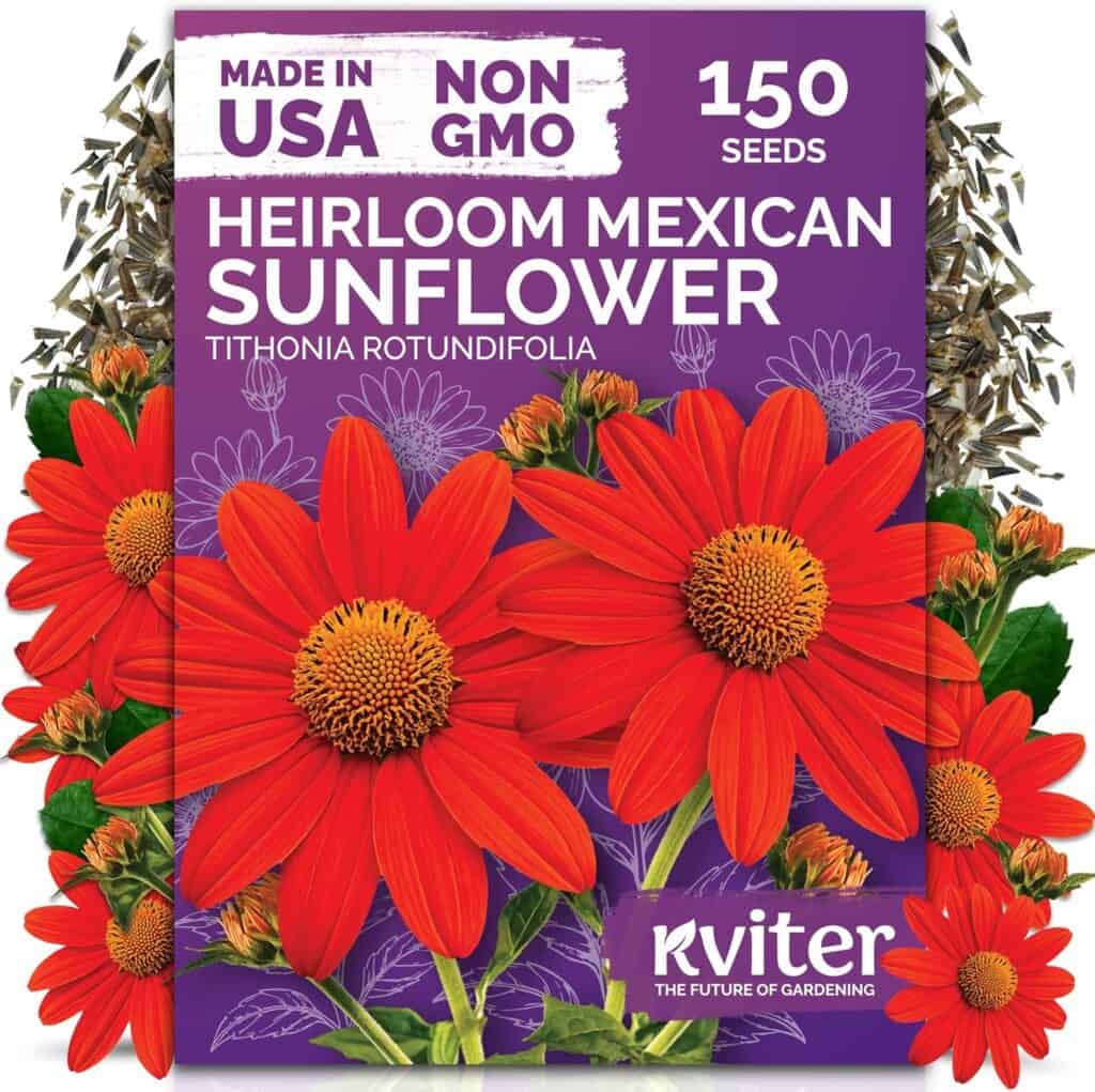 Red Sunflower Heirloom Seed Orange Sunflowers